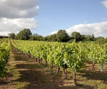 Gaillac Wine: Half Day Tour from Toulouse